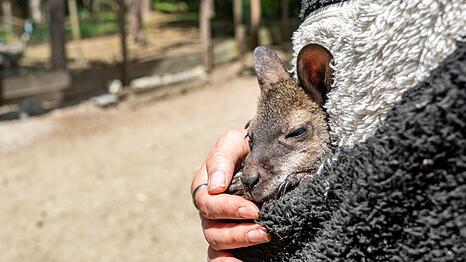 K&auml;nguru Elli schaut aus dem Pulli von Tierpark-Chefin Nicole Hoffmeister. Sie zieht das verwaiste Jungtier gro&szlig;.