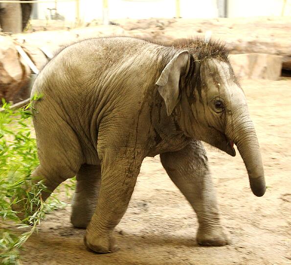 Der sieben Monate Elefantenbulle aus dem Münchner Tierpark Hellabrunn ist am Freitag auf den Namen Ludwig getauft worden. Die süßen Fotos.