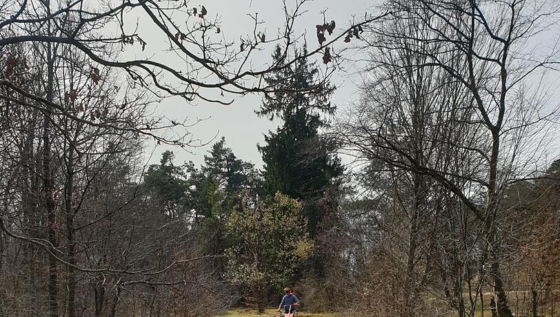 Hier sind Freiwillige vom LBV beim "Striegeln" zu sehen. Sie rechen Altgras aus der Wiese, damit kleine offene Stellen entstehen. Hier sind Freiwillige vom LBV beim "Striegeln" zu sehen. Sie rechen Altgras aus der Wiese, damit kleine offene Stellen entstehen.