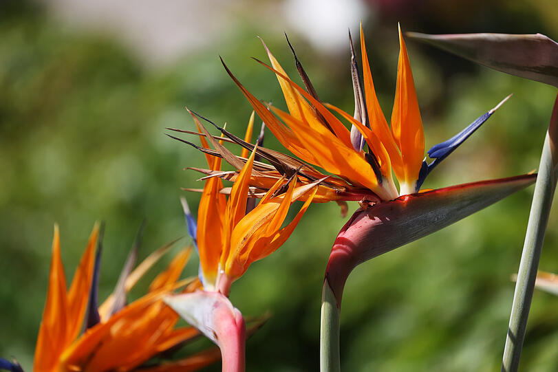 Im Botanischen Garten lassen sich auch Exoten bewundern, zum Beispiel Strelitzien.