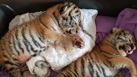 Die kleinen Tigerbabies.