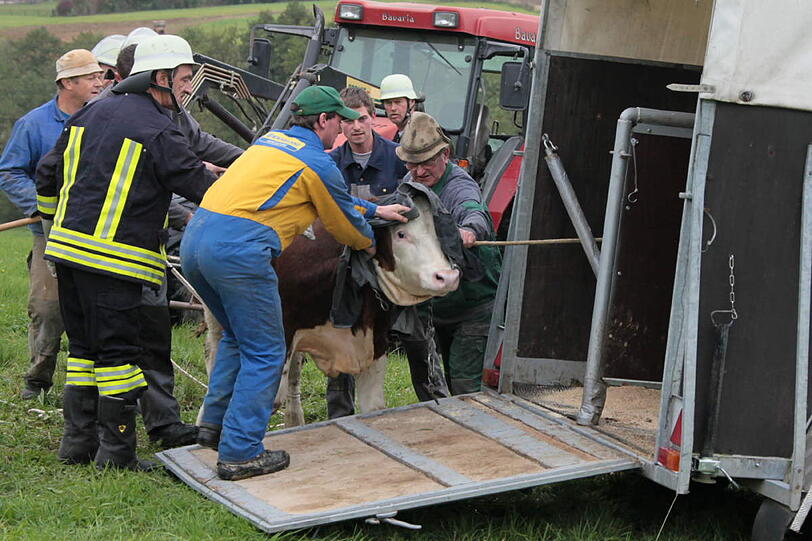 In einer spektakulären Aktion hat die Feuerwehr einen in der Nacht von Samstag auf Sonntag ausgebrochenen Stier wieder eingefangen - die Bilder.