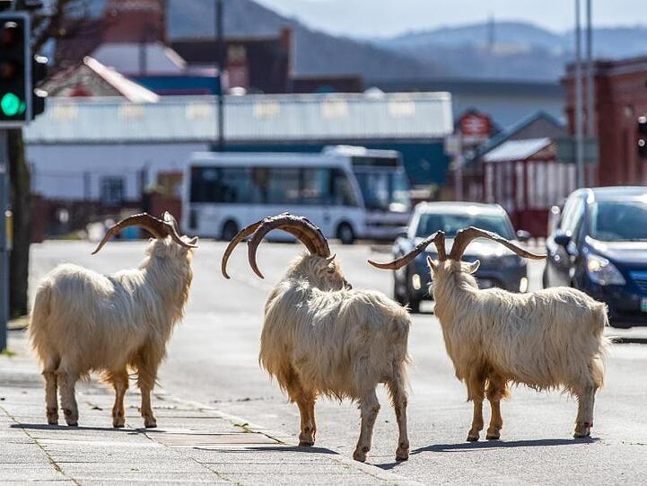 Ziegen auf einer Straße im walisischen Küstenörchen Llandudno.