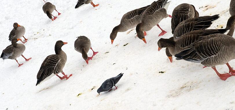 Wenn die Schneebälle fliegen: LMU vs TU im Englischen Garten.