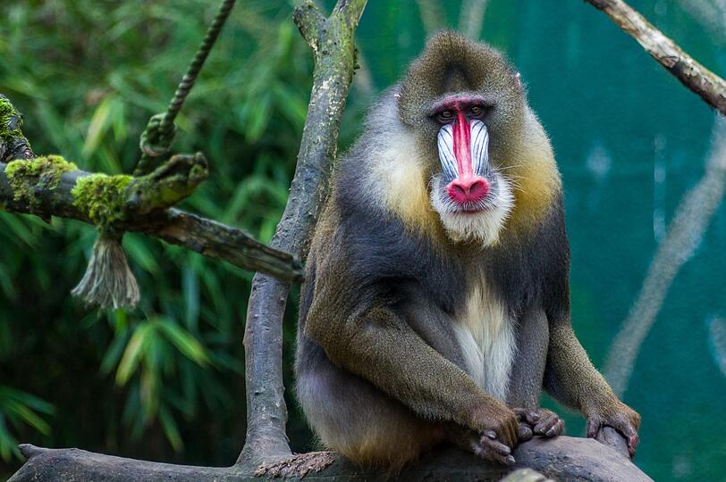 Eine ausnehmend gesunde Gesichtsfarbe beim Mandrill-M&auml;nnchen weist auf einen hohen Testosteron-Spiegel hin. Wer besonders bunt leuchtet, hat also viel M&auml;nnlichkeits-Hormon in sich und wird so zum Anf&uuml;hrer einer 20 Affen starken Bande. Blassere M&auml;nnchen m&uuml;ssen sich unterordnen. Weibchen fallen nicht so bunt auf. Dass der Mandrill dem Pavian verwandt ist, erkennt man am Hinterteil: ebenfalls farbig.