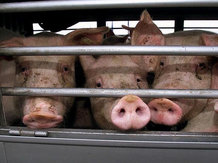 Schweine schauen durch die Gitter eines Tiertransporters. Foto: Franz-Peter Tschauner/dpa