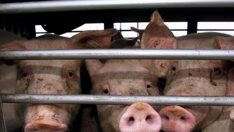 Schweine schauen durch die Gitter eines Tiertransporters. Foto: Franz-Peter Tschauner/dpa