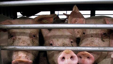 Schweine schauen durch die Gitter eines Tiertransporters. Foto: Franz-Peter Tschauner/dpa