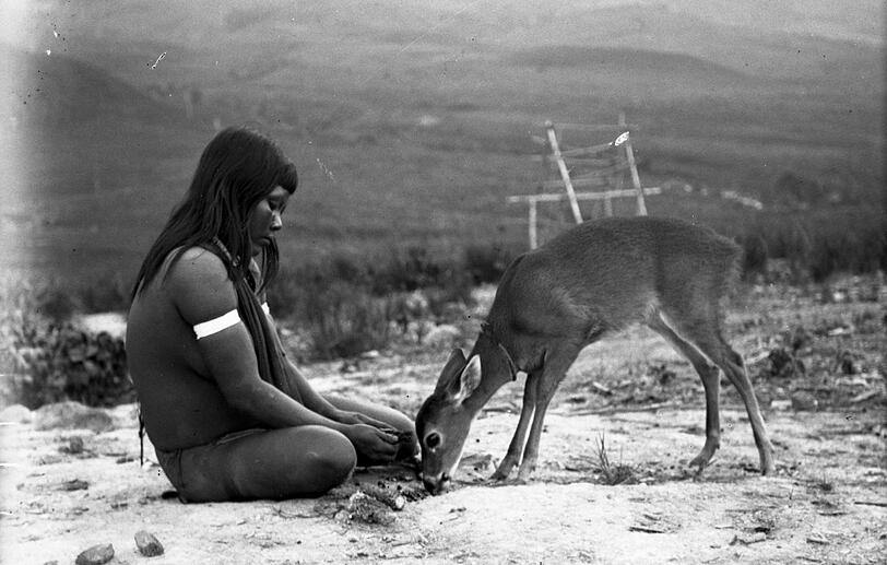 Rehaugen müssen nicht von Walt Disney sein, sie wirken überall auf der Welt. In diesem Fall hat ein Roraima-Mädchen aus Venezuela das Kitz ins Herz geschlossen. Der Ethnologe Theodor Koch-Grünberg, ein Pionier der anthropologischen Fotografie, hat die Aufnahme zwischen 1911 und 1913 während seiner zweiten wichtigen Expedition nach Nord-Brasilien und Süd-Venezuela gemacht. Die Route führte von Manaus den Rio Branco hinauf bis hin zum Monte Roraima in Venezuela, wo er auch auf dieses hinreißende Motiv stieß.