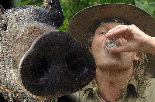 Tag 5: Das ist die absolute Ekel-Härte: Vincent raven trinkt im Dschungelcamp ein Gläschen Schweine-Sperma!