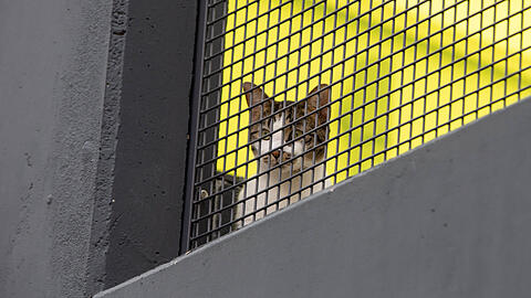 Eine Katze im Münchner Tierheim. (Archivbild)