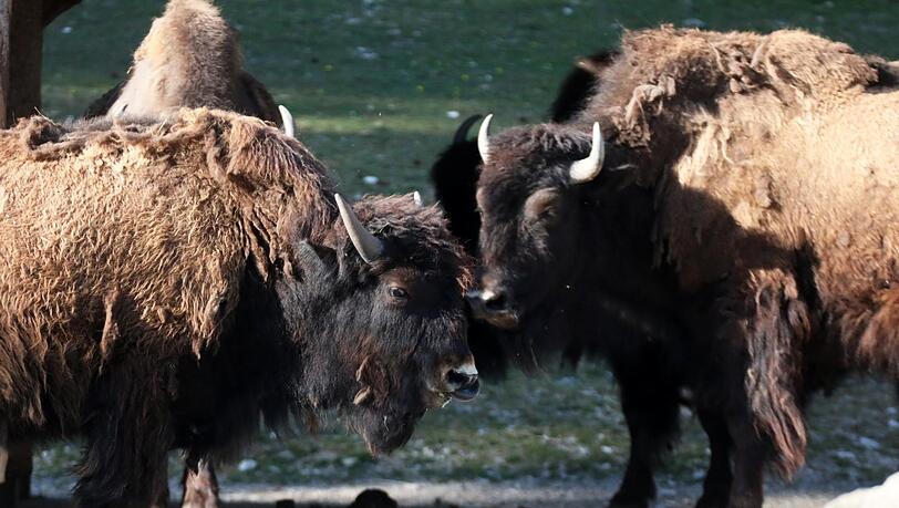 Für Waldbisons ist homosexuelles Verhalten häufig Ausdruck von Loyalität und Gruppenzugehörigkeit. Für Waldbisons ist homosexuelles Verhalten häufig Ausdruck von Loyalität und Gruppenzugehörigkeit.