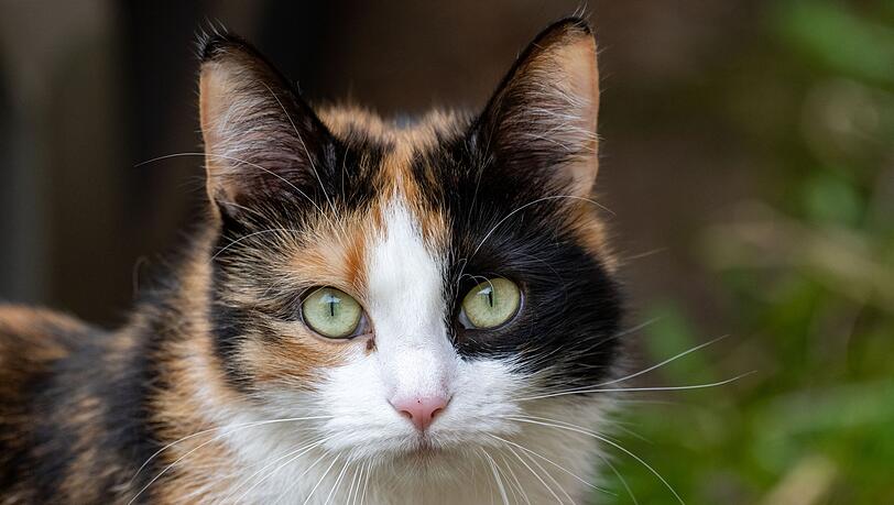 Einer Katze wurde ein Hakenkreuz ans Ohr gekritzelt. (Symbolbild)