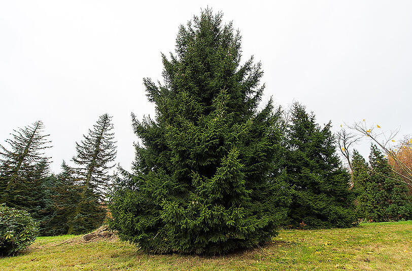 Eine Rotfichte für Bundeskanzlerin Angela Merkel. Dieser Baum steht bald vor dem Kanzleramt in Berlin.