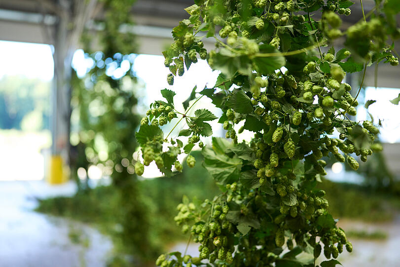 Bio-Hopfen.