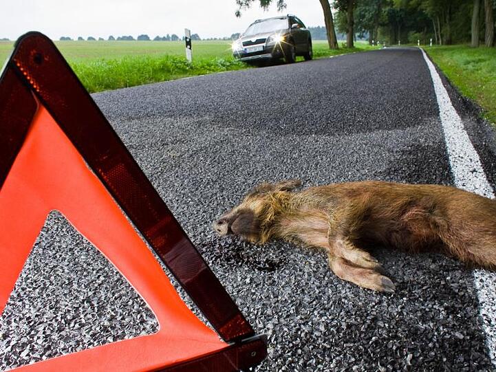 Ein junges Wildschwein liegt nach einem Zusammenprall mit einem Pkw tot auf einer Straße.