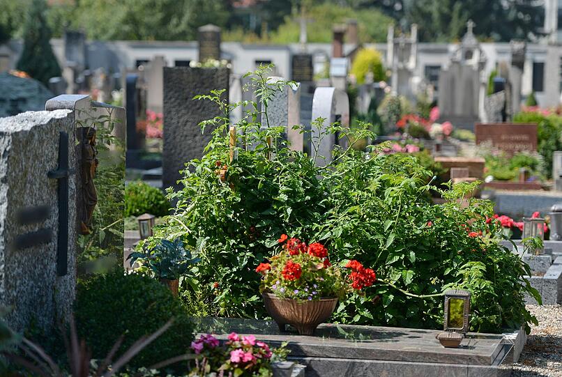 Ungewöhnliches Bild: Rote Tomaten hängen an einem Strauch auf einem Grab in Neuburg.