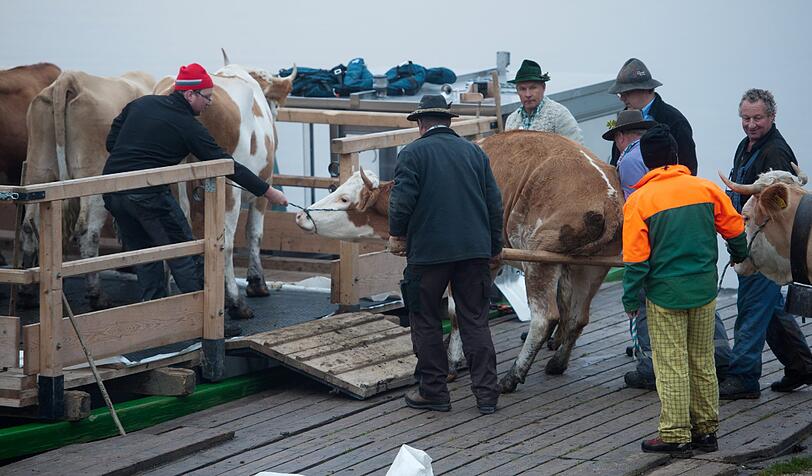 Besonders für die jüngeren Tiere ist die Bootsfahrt ungewohnt - diese Kuh wehrt sich vehement.