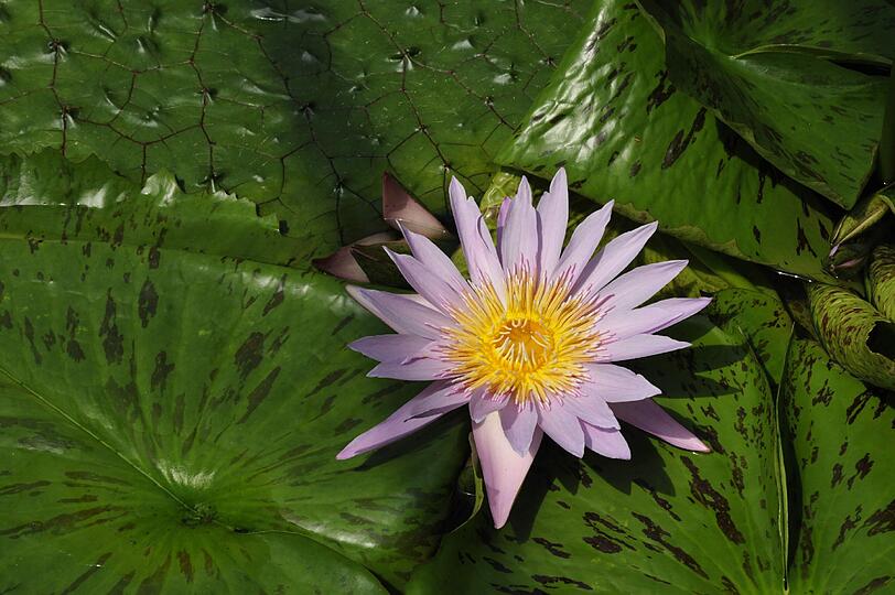 Eine tropische Seerose im Victoriahaus