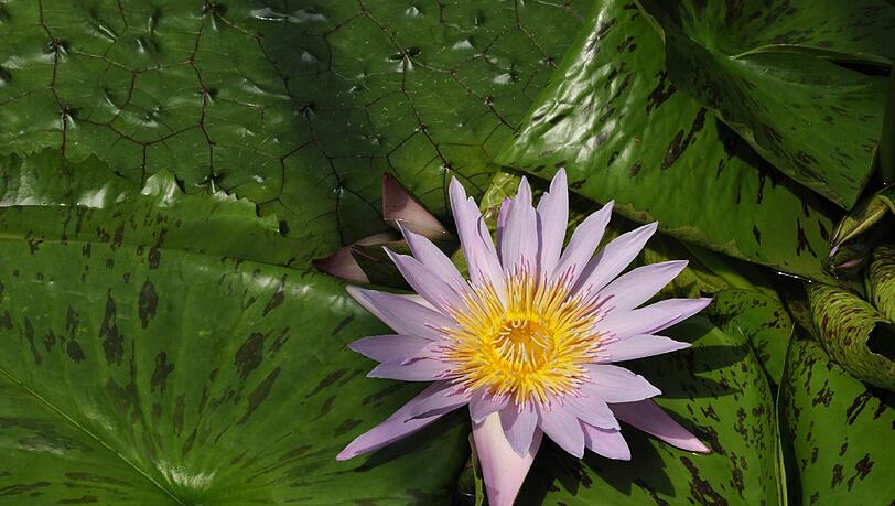Eine tropische Seerose im Victoriahaus Eine tropische Seerose im Victoriahaus
