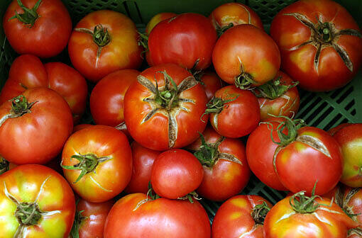 Nicht die schönsten, aber dafür Bio und direkt aus München: Tomaten vom Hofladen in der Klugstraße.