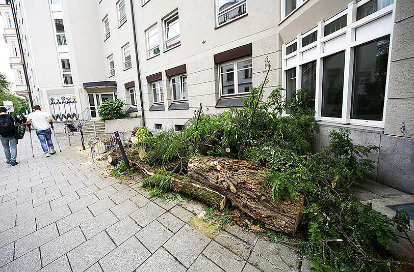 Dieser Baum vor dem Haus Clemensstraße 1 wurde entwurzelt und beschädigte Autos.