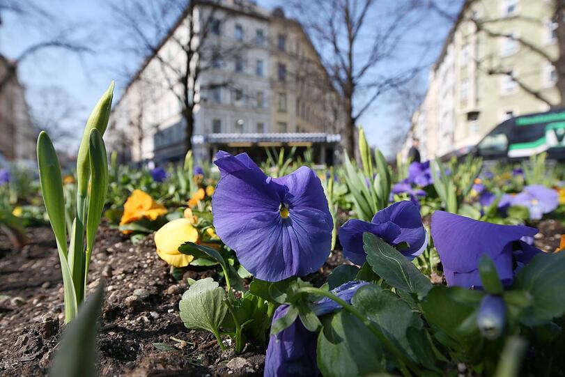 Auch am Pariser Platz in Haidhausen blüht es.