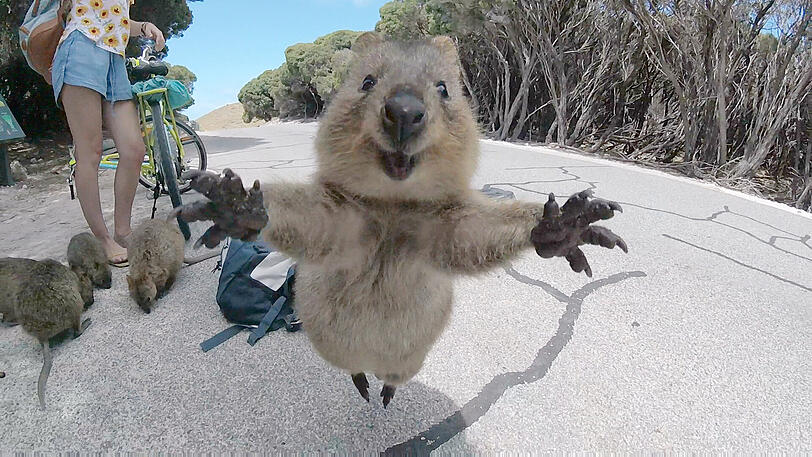 (Undatiert) Was für ein Schnappschuss des Studenten Campbell Jones von einem Quokka, einem australischen Kurzschwanzkänguru. Dem 21-Jährigen läuft das Mini-Känguru, das die Arme wie zu einer freundlichen Begrüßung ganz weit ausbreitet, bei einer Fahrrad-Tour über den Weg.