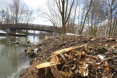 Kahlschlag am Wöhrder See: Weil die Arbeiten zwischen zwei Behörden schlecht koordiniert waren, bietet sich den Spaziergängern jetzt dieser trostlose Anblick.