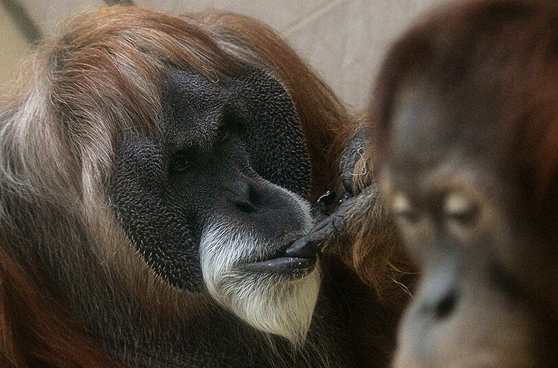 Orang Utan Charly machte das Alter so zu schaffen, dass er am Mittwoch eingeschläfert werden musste.