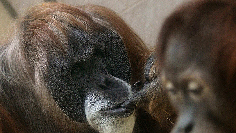 Orang Utan Charly machte das Alter so zu schaffen, dass er am Mittwoch eingeschläfert werden musste. Orang Utan Charly machte das Alter so zu schaffen, dass er am Mittwoch eingeschläfert werden musste.