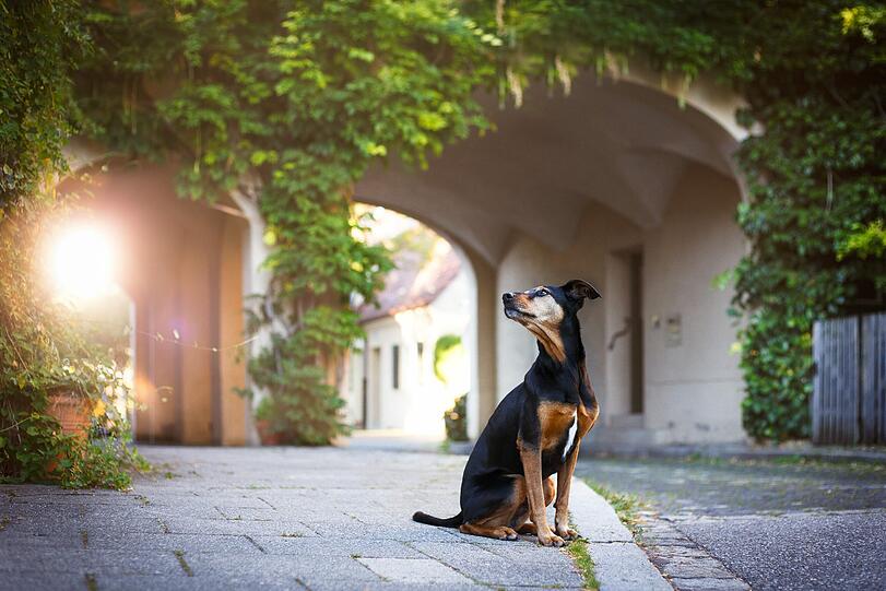 So sehen die Hunde die schönen Ecken Münchens.