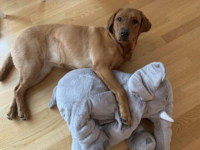 Unter den verschiedenen Variationen ihrer Herrchen hat Lindsy schon einen klaren Favoriten. Unter den verschiedenen Variationen ihrer Herrchen hat Lindsy schon einen klaren Favoriten.