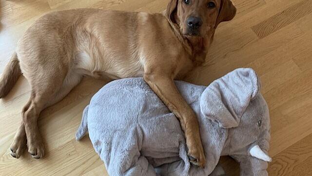 Unter den verschiedenen Variationen ihrer Herrchen hat Lindsy schon einen klaren Favoriten. Unter den verschiedenen Variationen ihrer Herrchen hat Lindsy schon einen klaren Favoriten.