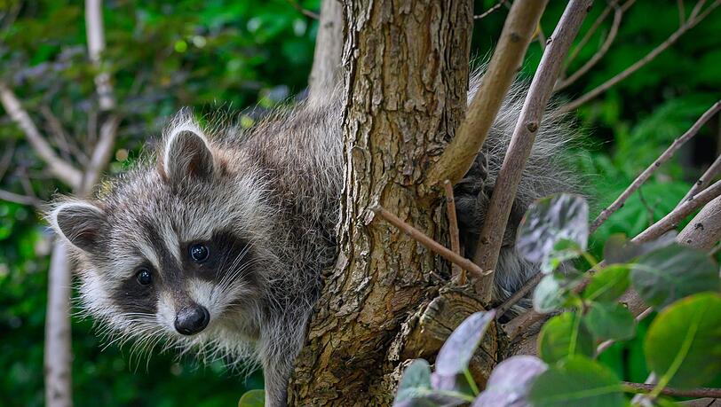 Mehr als 9.500 Waschbären wurden in Bayern im vergangenen Jagdjahr geschossen. (Symbolbild) Mehr als 9.500 Waschbären wurden in Bayern im vergangenen Jagdjahr geschossen. (Symbolbild)