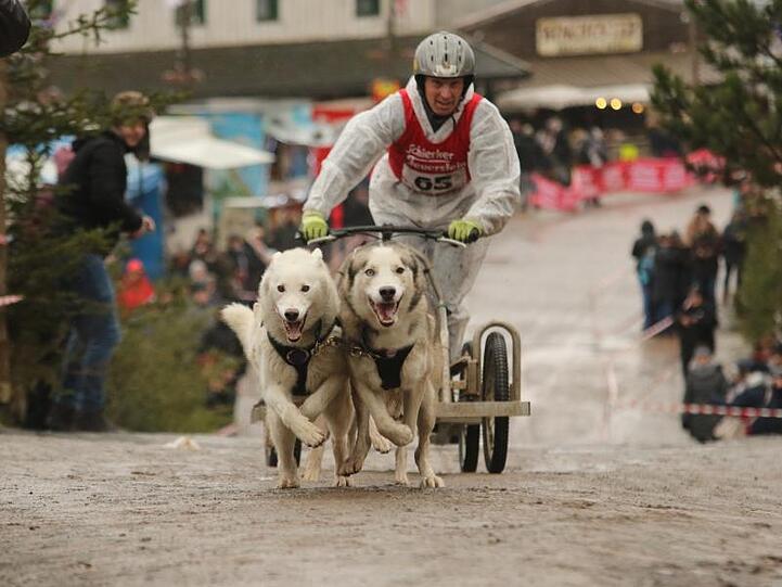 Götz Bramowski mit seinem Schlittenhundegespann: Da in diesem Jahr der Schnee ausblieb, gingen die Teilnehmer am Samstag mit Wagen auf die Rennstrecke.