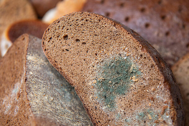 Verschimmeltes Brot (Symbolbild). Laut Recherchen von "Stern" und "RTL" soll die Supermarktkette Kaufland Probleme mit Schimmel in Lebensmittelnähe haben. Verschimmeltes Brot (Symbolbild). Laut Recherchen von "Stern" und "RTL" soll die Supermarktkette Kaufland Probleme mit Schimmel in Lebensmittelnähe haben.