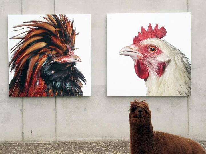 Ein Alpaka im Kulturpark "Labiomista".