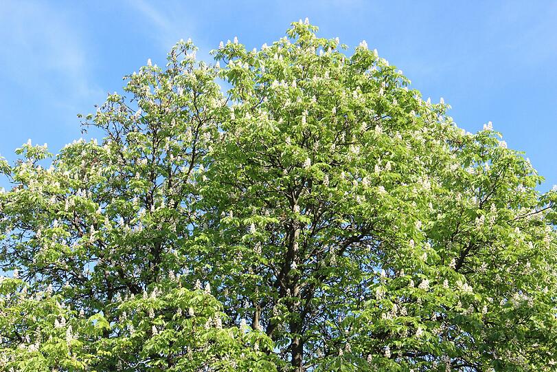 Im Hirschgarten stehen derzeit einige Bäume in voller Blüte.
