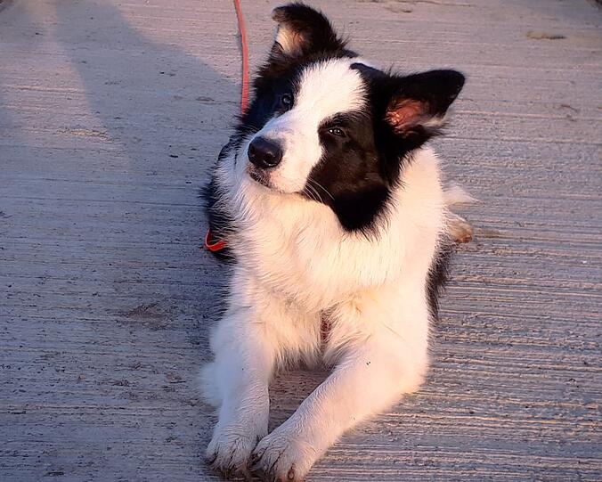 Milo