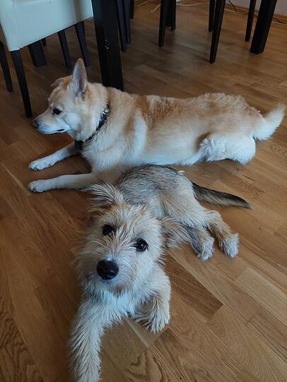 Mavi ist 16 Monate und ein Angsthund aus der rumänischen Tötungsstation Calan. Sie ist seit Sommer 2024 bei mir und macht seit September im Polizei- und Schutzhundverein (Hundesportverein/Hundeschulkurse) riesen Fortschritte und hat soviel Spaß dabei.