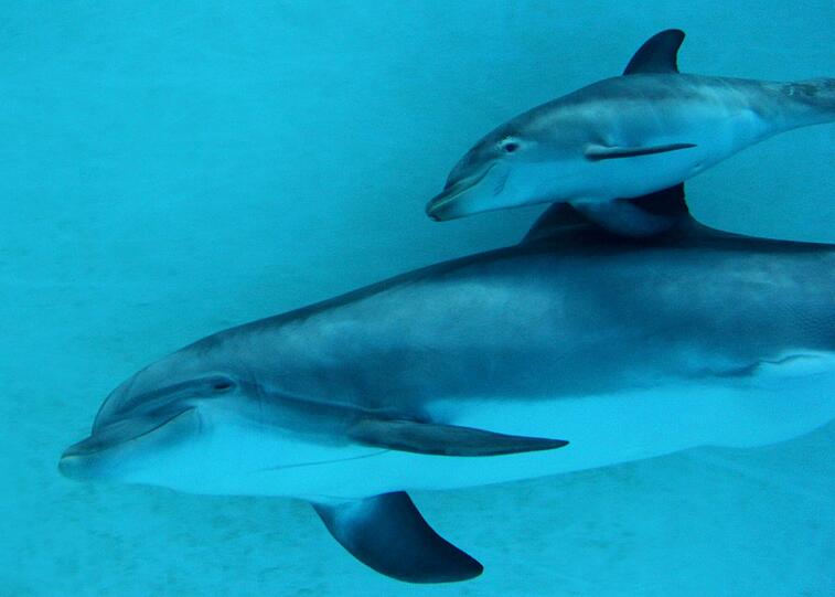 Immer fest an Mama Sunnys Seite: Der kleine Delfin fühlt sich im Nürnberger Tiergarten pudelwohl.
