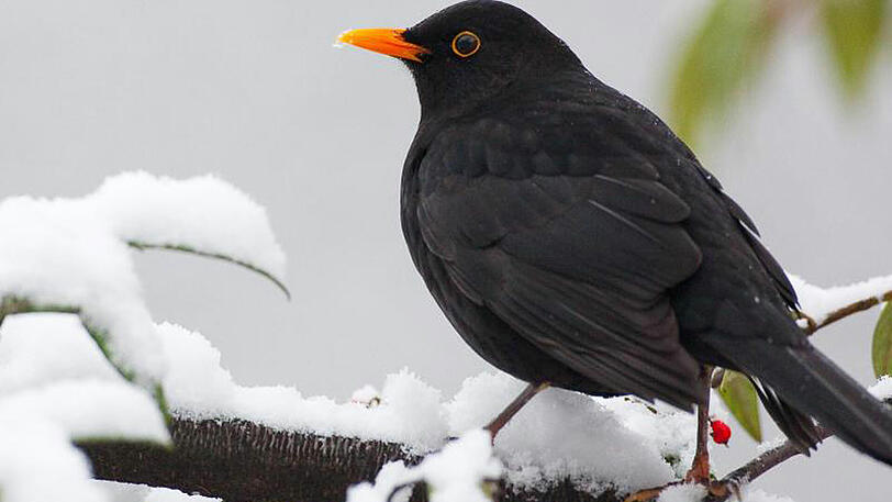 In München wurden besonders wenige Vögel in den heimischen Gärten gesichtet.