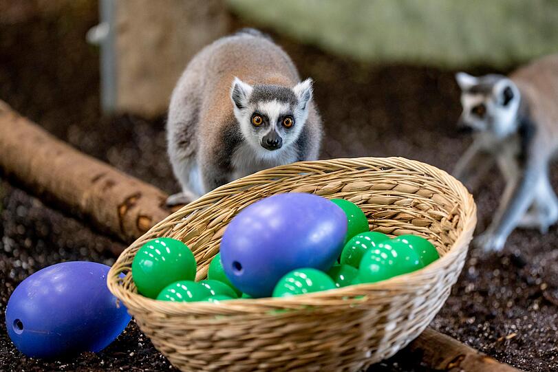 Kattas gehören zu den Lemuren, deren natürliches Verbreitungsgebiet ausschließlich auf Madagaskar beschränkt ist.