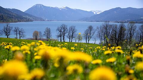 Löwenzahn blüht auf einer Wiese am Tegernsee.