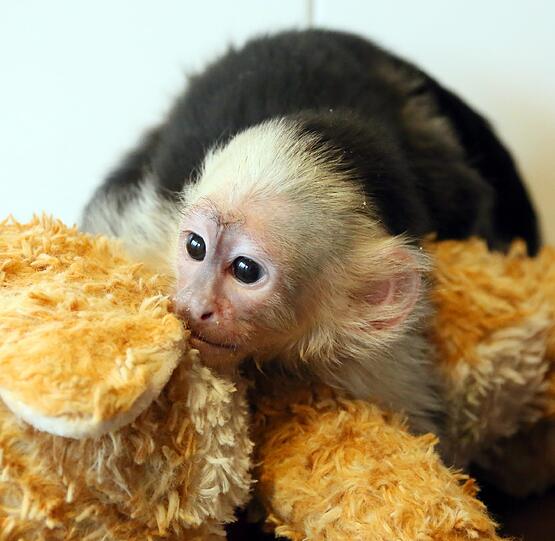 So süß: Der Affe "Mally" von Justin Bieber wartet im Tierheim