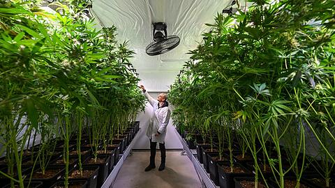 Ein Cannabis-Club in Erfurt.