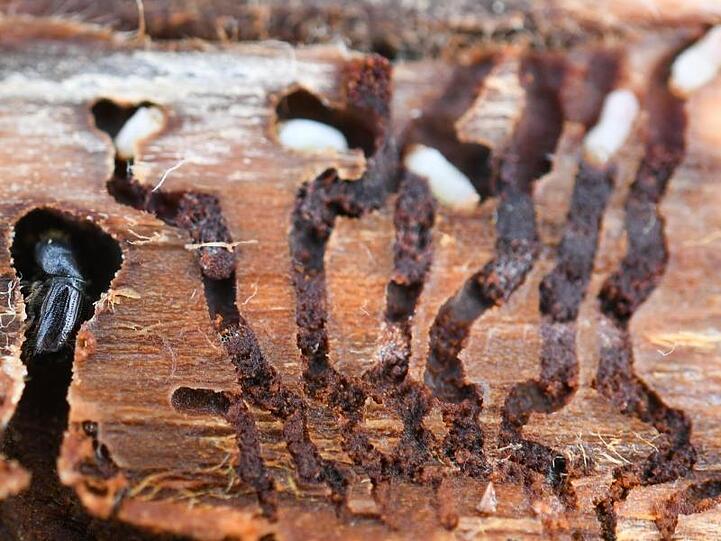 Ein Borkenkäfer und Käferlarven sind unter der Rinde einer geschlagenen Fichte im Soonwald zu sehen. Foto: Arne Dedert/dpa