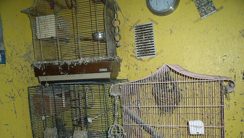 Zu kleine Käfige, alles vermüllt: die Wohnung, in der 113 Tiere lebten. Animal Hoarder bringen das Nürnberger Tierheim an seine Grenzen. Zu kleine Käfige, alles vermüllt: die Wohnung, in der 113 Tiere lebten. Animal Hoarder bringen das Nürnberger Tierheim an seine Grenzen.