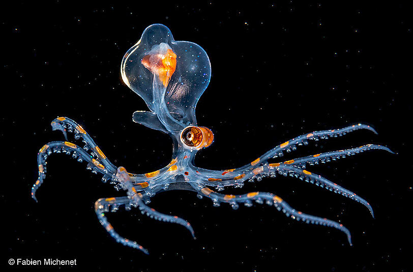 "Aus der Tiefe" hat der französische Fotograf Fabien Michenet das Bild eines jungen Octopusses betitelt, das ihm nachts vor Tahiti gelang: "Sein Körper war transparent &ndash; zur Tarnung im offenen Meer. Dadurch waren alle Organe sichtbar."